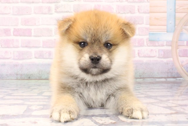 大阪府のポメ柴/豆ポメ/ポメ豆柴(ポメラニアン×柴犬) (Coo&RIKU梅田店/2025年11月7日生まれ/男の子/赤)の子犬の1枚目の画像