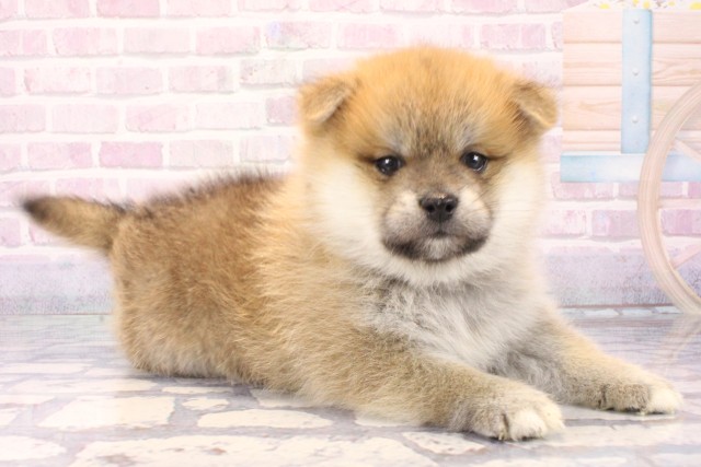 大阪府のポメ柴/豆ポメ/ポメ豆柴(ポメラニアン×柴犬) (Coo&RIKU梅田店/2025年11月7日生まれ/男の子/赤)の子犬の2枚目の画像