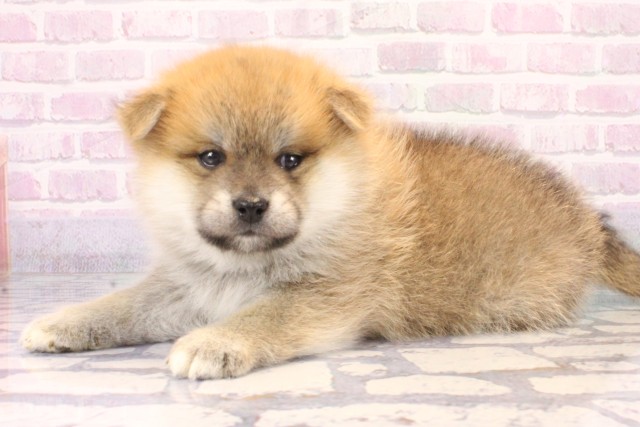 大阪府のポメ柴/豆ポメ/ポメ豆柴(ポメラニアン×柴犬) (Coo&RIKU梅田店/2025年11月7日生まれ/男の子/赤)の子犬の3枚目の画像