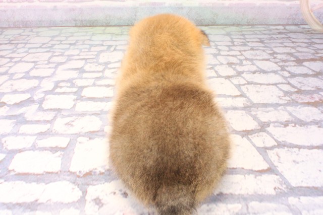 大阪府のポメ柴/豆ポメ/ポメ豆柴(ポメラニアン×柴犬) (Coo&RIKU梅田店/2025年11月7日生まれ/男の子/赤)の子犬の4枚目の画像