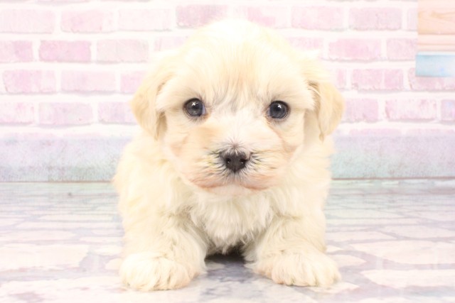 大阪府のマルプー(マルチーズ×プードル) (Coo&RIKU心斎橋店/2025年11月9日生まれ/女の子/クリーム)の子犬の1枚目の画像