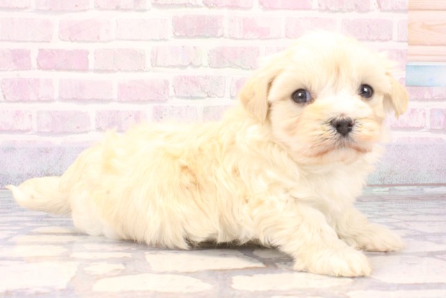 大阪府のマルプー(マルチーズ×プードル) (Coo&RIKU心斎橋店/2025年11月9日生まれ/女の子/クリーム)の子犬の2枚目の画像