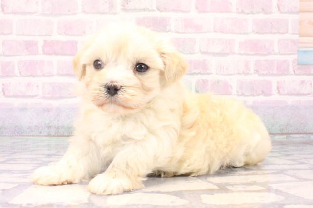 大阪府のマルプー(マルチーズ×プードル) (Coo&RIKU心斎橋店/2025年11月9日生まれ/女の子/クリーム)の子犬の3枚目の画像