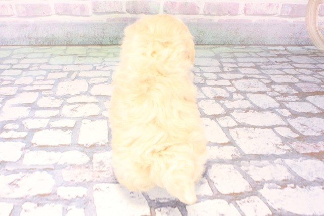 大阪府のマルプー(マルチーズ×プードル) (Coo&RIKU心斎橋店/2025年11月9日生まれ/女の子/クリーム)の子犬の4枚目の画像