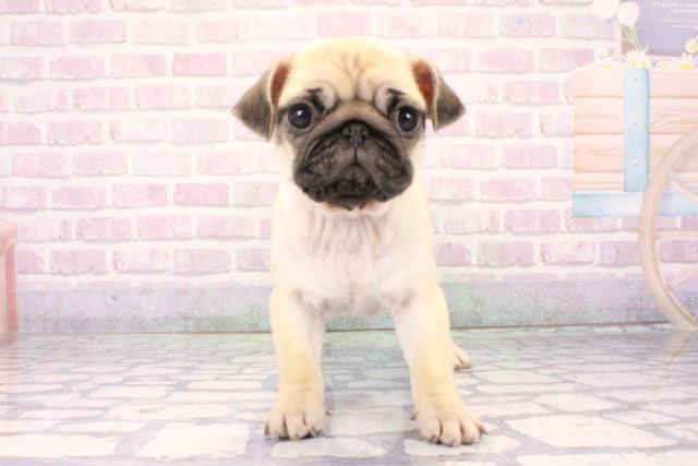 兵庫県のパグ (Coo&RIKU尼崎店/2025年11月8日生まれ/女の子/フォーン)の子犬の1枚目の画像