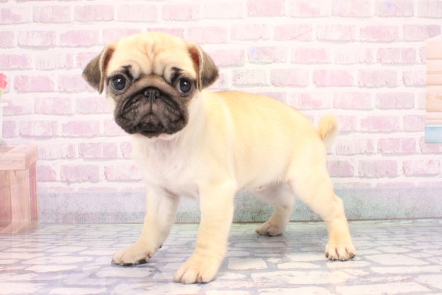 兵庫県のパグ (Coo&RIKU尼崎店/2025年11月8日生まれ/女の子/フォーン)の子犬の3枚目の画像