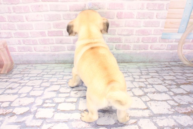 兵庫県のパグ (Coo&RIKU尼崎店/2025年11月8日生まれ/女の子/フォーン)の子犬の4枚目の画像