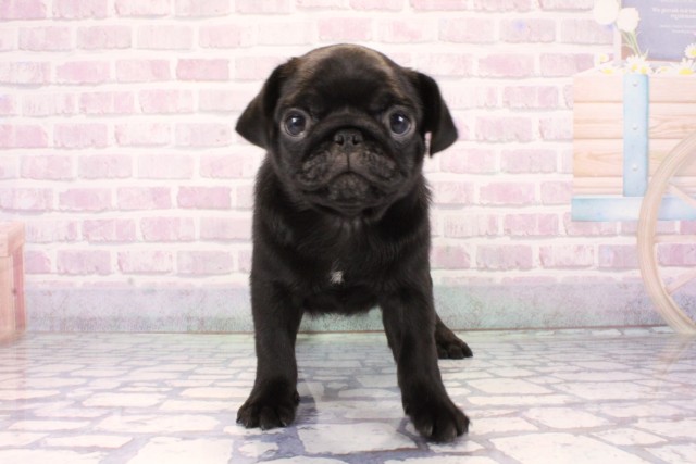 奈良県のパグ (Coo&RIKU奈良新庄店/2025年11月8日生まれ/男の子/ブラック)の子犬の1枚目の画像