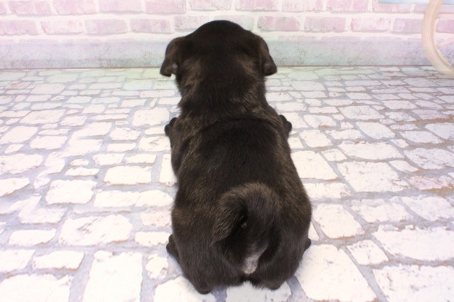 奈良県のパグ (Coo&RIKU奈良新庄店/2025年11月8日生まれ/男の子/ブラック)の子犬の4枚目の画像