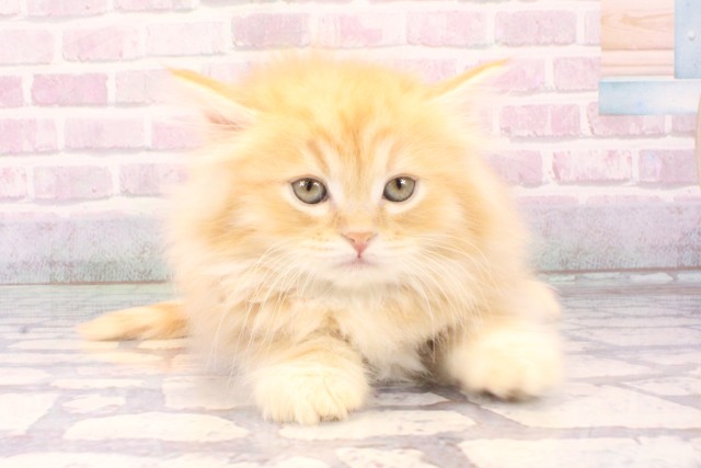 大阪府のミヌエット (Coo&RIKU松原店/2025年11月6日生まれ/男の子/クリームタビー)の子猫の1枚目の画像