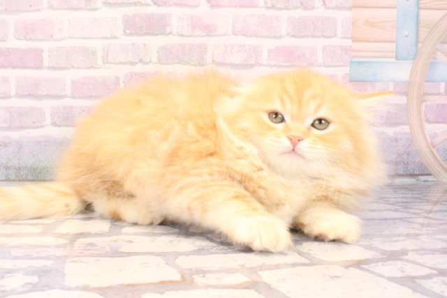 大阪府のミヌエット (Coo&RIKU松原店/2025年11月6日生まれ/男の子/クリームタビー)の子猫の2枚目の画像