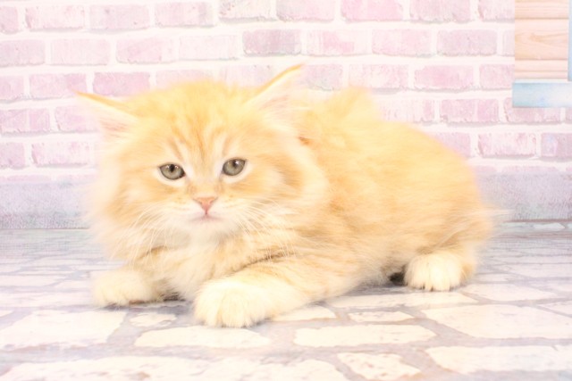 大阪府のミヌエット (Coo&RIKU松原店/2025年11月6日生まれ/男の子/クリームタビー)の子猫の3枚目の画像