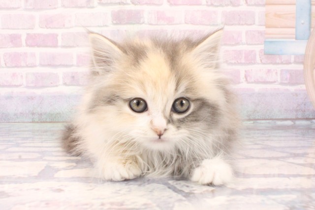 京都府のミヌエット (Coo&RIKU京都店/2025年11月6日生まれ/女の子/ダイリュートキャリコ)の子猫の1枚目の画像