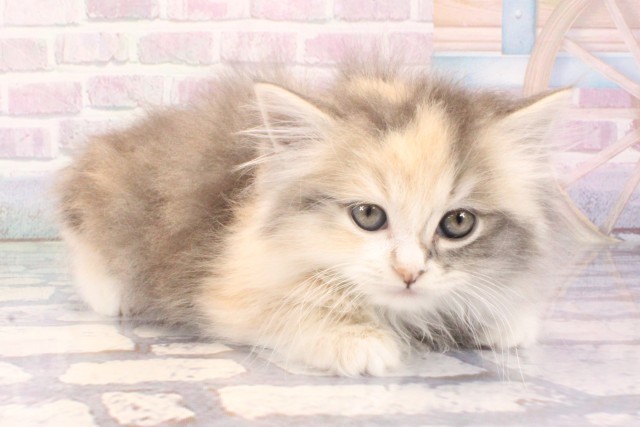 京都府のミヌエット (Coo&RIKU京都店/2025年11月6日生まれ/女の子/ダイリュートキャリコ)の子猫の2枚目の画像