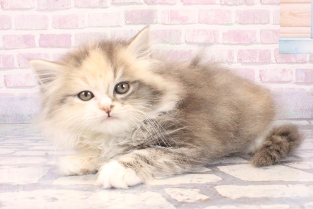 京都府のミヌエット (Coo&RIKU京都店/2025年11月6日生まれ/女の子/ダイリュートキャリコ)の子猫の3枚目の画像