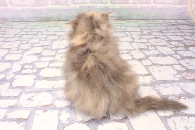 京都府のミヌエット (Coo&RIKU京都店/2025年11月6日生まれ/女の子/ダイリュートキャリコ)の子猫の4枚目の画像