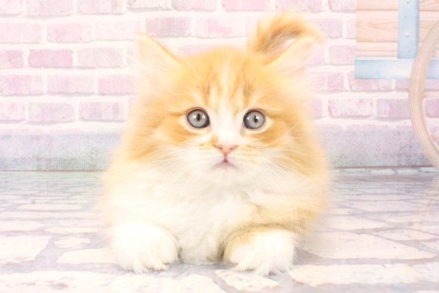 兵庫県のミヌエット (Coo&RIKU神戸三宮店/2025年11月9日生まれ/男の子/レッドマッカレルタビーホワイト)の子猫の1枚目の画像