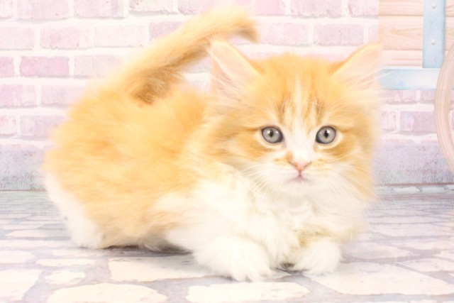 兵庫県のミヌエット (Coo&RIKU神戸三宮店/2025年11月9日生まれ/男の子/レッドマッカレルタビーホワイト)の子猫の2枚目の画像