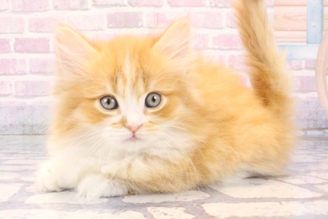 兵庫県のミヌエット (Coo&RIKU神戸三宮店/2025年11月9日生まれ/男の子/レッドマッカレルタビーホワイト)の子猫の3枚目の画像