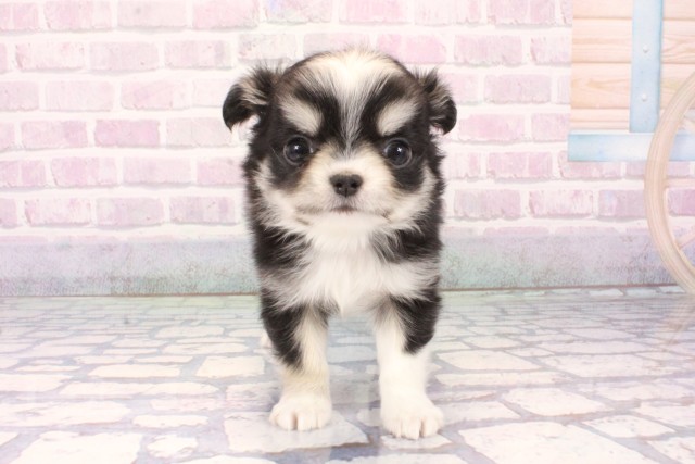 大阪府のチワワ(ロング) (Coo&RIKU茶屋町店/2025年11月8日生まれ/男の子/ブラッククリームホワイト)の子犬の1枚目の画像