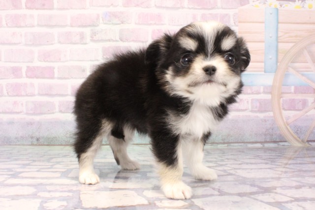 大阪府のチワワ(ロング) (Coo&RIKU茶屋町店/2025年11月8日生まれ/男の子/ブラッククリームホワイト)の子犬の2枚目の画像