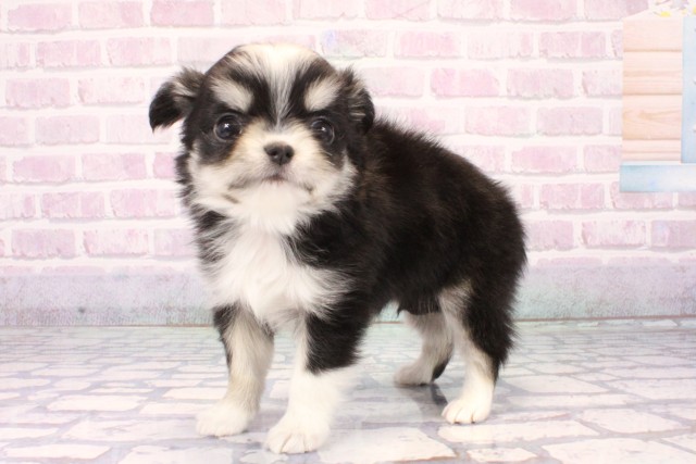 大阪府のチワワ(ロング) (Coo&RIKU茶屋町店/2025年11月8日生まれ/男の子/ブラッククリームホワイト)の子犬の3枚目の画像