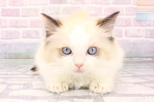 兵庫県のラグドール (Coo&RIKU尼崎店/2025年11月5日生まれ/男の子/シールリンクスポイントバイカラー)の子猫の1枚目の画像