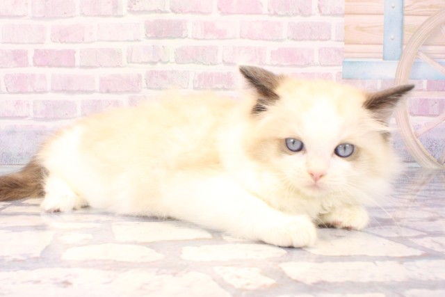 兵庫県のラグドール (Coo&RIKU尼崎店/2025年11月5日生まれ/男の子/シールリンクスポイントバイカラー)の子猫の2枚目の画像