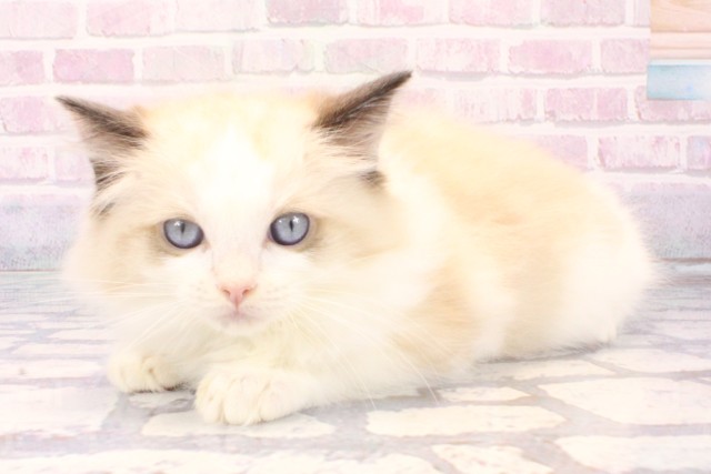 兵庫県のラグドール (Coo&RIKU尼崎店/2025年11月5日生まれ/男の子/シールリンクスポイントバイカラー)の子猫の3枚目の画像