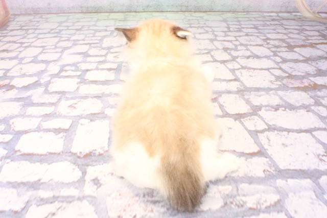 兵庫県のラグドール (Coo&RIKU尼崎店/2025年11月5日生まれ/男の子/シールリンクスポイントバイカラー)の子猫の4枚目の画像