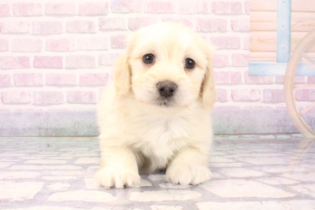 兵庫県のマルックス(マルチーズ×ダックス) (Coo&RIKU丹波店/2025年11月8日生まれ/男の子/イエロー)の子犬の1枚目の画像