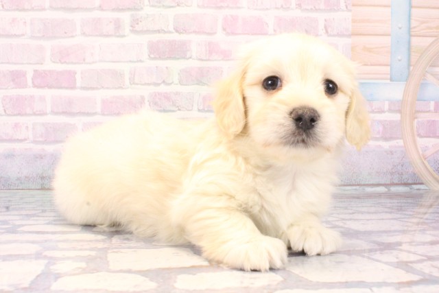 兵庫県のマルックス(マルチーズ×ダックス) (Coo&RIKU丹波店/2025年11月8日生まれ/男の子/イエロー)の子犬の2枚目の画像