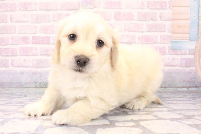 兵庫県のマルックス(マルチーズ×ダックス) (Coo&RIKU丹波店/2025年11月8日生まれ/男の子/イエロー)の子犬の3枚目の画像