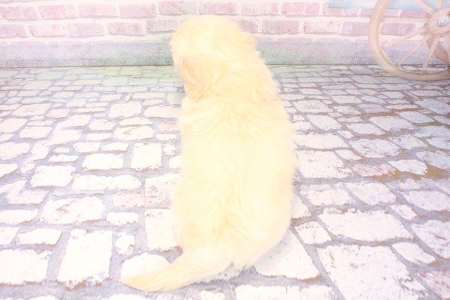 兵庫県のマルックス(マルチーズ×ダックス) (Coo&RIKU丹波店/2025年11月8日生まれ/男の子/イエロー)の子犬の4枚目の画像