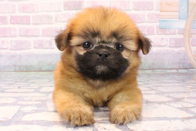 大阪府のポメズー/ポメシーズ(ポメラニアン×シーズー) (Coo&RIKU寝屋川店/2025年11月6日生まれ/男の子/レッド)の子犬の1枚目の画像