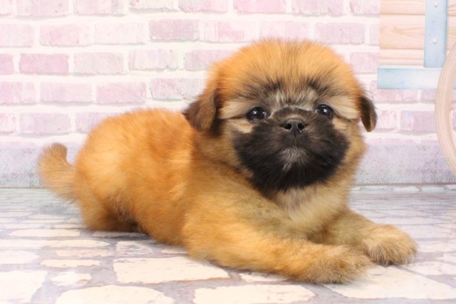 大阪府のポメズー/ポメシーズ(ポメラニアン×シーズー) (Coo&RIKU寝屋川店/2025年11月6日生まれ/男の子/レッド)の子犬の2枚目の画像