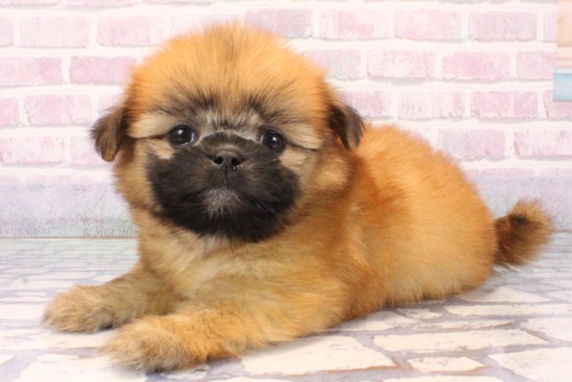 大阪府のポメズー/ポメシーズ(ポメラニアン×シーズー) (Coo&RIKU寝屋川店/2025年11月6日生まれ/男の子/レッド)の子犬の3枚目の画像