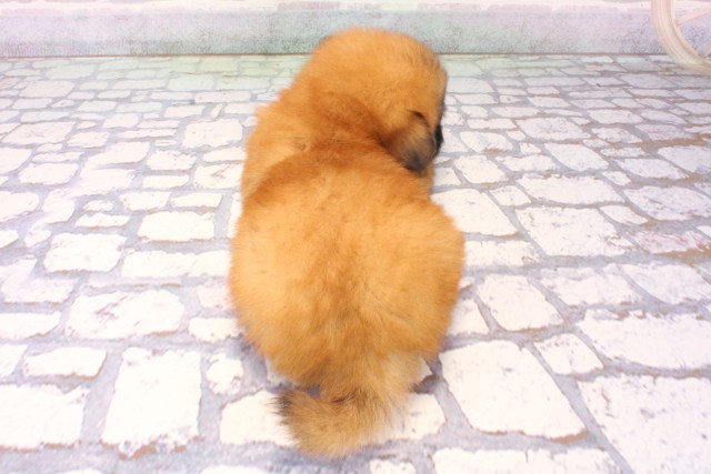 大阪府のポメズー/ポメシーズ(ポメラニアン×シーズー) (Coo&RIKU寝屋川店/2025年11月6日生まれ/男の子/レッド)の子犬の4枚目の画像