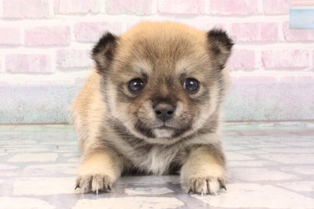 大阪府のチワ柴/柴チワ/チワシバ(チワワ×柴) (Coo&RIKU心斎橋店/2025年11月9日生まれ/男の子/フォーン)の子犬の1枚目の画像