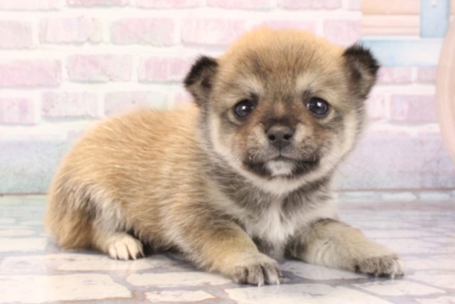 大阪府のチワ柴/柴チワ/チワシバ(チワワ×柴) (Coo&RIKU心斎橋店/2025年11月9日生まれ/男の子/フォーン)の子犬の2枚目の画像