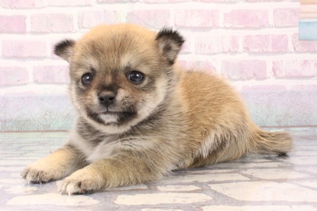 大阪府のチワ柴/柴チワ/チワシバ(チワワ×柴) (Coo&RIKU心斎橋店/2025年11月9日生まれ/男の子/フォーン)の子犬の3枚目の画像