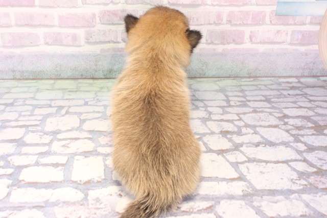 大阪府のチワ柴/柴チワ/チワシバ(チワワ×柴) (Coo&RIKU心斎橋店/2025年11月9日生まれ/男の子/フォーン)の子犬の4枚目の画像