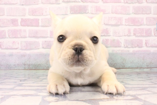 大阪府のフレンチブルドッグ (Coo&RIKU心斎橋店/2025年11月7日生まれ/女の子/クリーム)の子犬の1枚目の画像