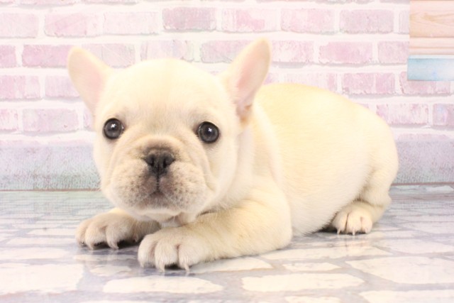 大阪府のフレンチブルドッグ (Coo&RIKU心斎橋店/2025年11月7日生まれ/女の子/クリーム)の子犬の3枚目の画像