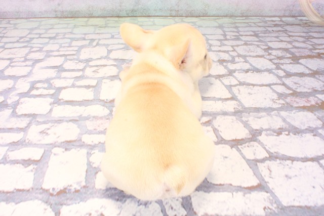 大阪府のフレンチブルドッグ (Coo&RIKU心斎橋店/2025年11月7日生まれ/女の子/クリーム)の子犬の4枚目の画像