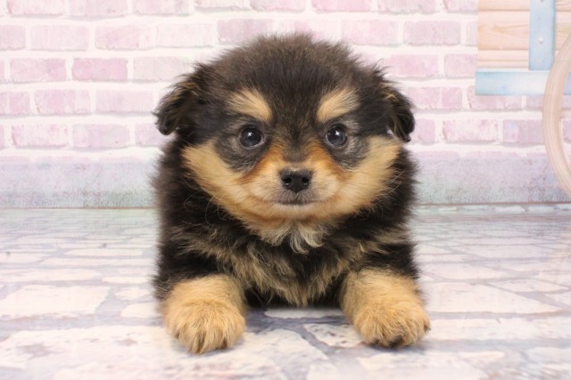 大阪府のポメチワ/チワポメ/ポメチー(ポメラニアン×チワワ) (Coo&RIKU寝屋川店/2025年11月9日生まれ/男の子/ブラックタン)の子犬の1枚目の画像