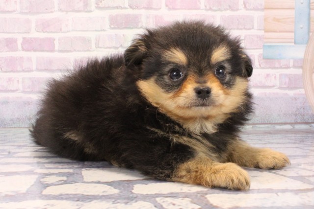 大阪府のポメチワ/チワポメ/ポメチー(ポメラニアン×チワワ) (Coo&RIKU寝屋川店/2025年11月9日生まれ/男の子/ブラックタン)の子犬の2枚目の画像