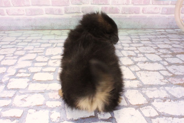 大阪府のポメチワ/チワポメ/ポメチー(ポメラニアン×チワワ) (Coo&RIKU寝屋川店/2025年11月9日生まれ/男の子/ブラックタン)の子犬の4枚目の画像