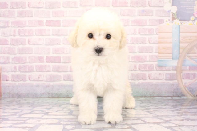 大阪府のトイプードル(ティーカップ) (Coo&RIKU梅田店/2025年11月8日生まれ/男の子/ホワイト)の子犬の1枚目の画像