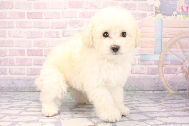 大阪府のトイプードル(ティーカップ) (Coo&RIKU梅田店/2025年11月8日生まれ/男の子/ホワイト)の子犬の2枚目の画像